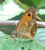 Pyronia tithonus